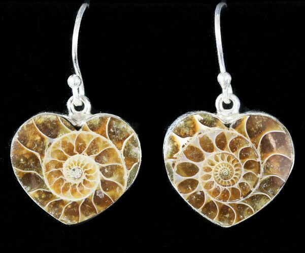 Fossil Ammonite Earrings - Sterling Silver #48744